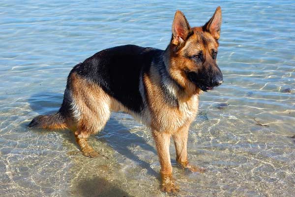 Can German Shepherds Swim? Going for a Dip