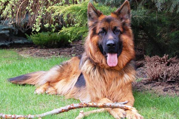 Do German Shepherds Have Webbed Feet? Everything You Need To Know About Dog Paws!