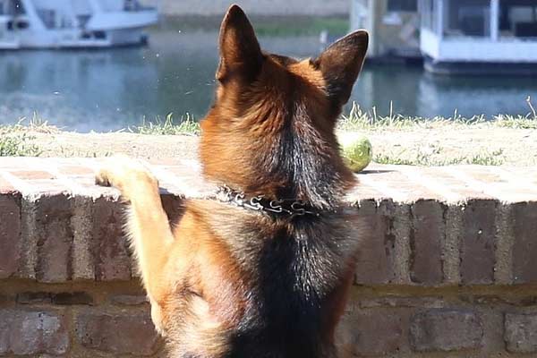How High Can a German Shepherd Jump and How to Stop it: Learn the Amazing Facts