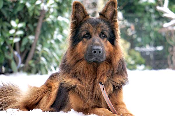 How Is Too Cold Weather Affecting German Shepherds? A Comprehensive Guide