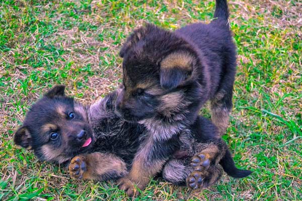 How Many Puppies Can A German Shepherd Have in her fist litter