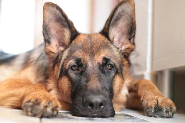 Why Do German Shepherds Groan and Whine? How to Stop This Behavior!