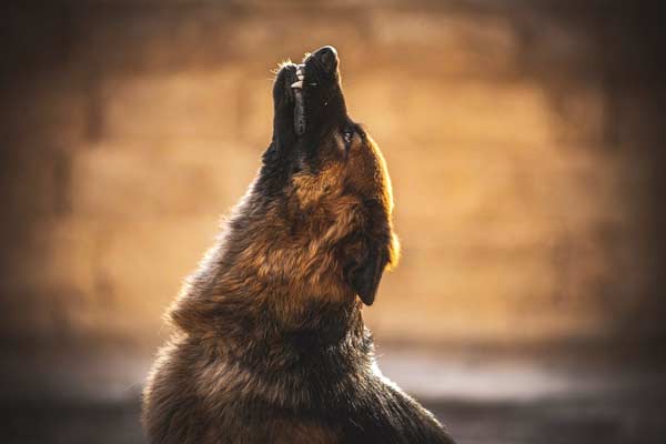 Why Do German Shepherds Howl? Uncovering the Reasons Behind