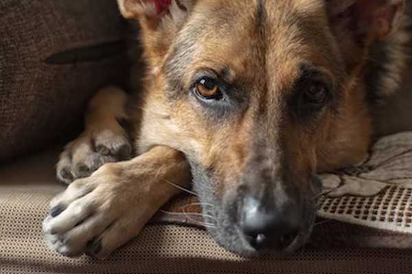 5 Reasons Why You Shouldn't Let Your German Shepherd Sleep in Your Bed