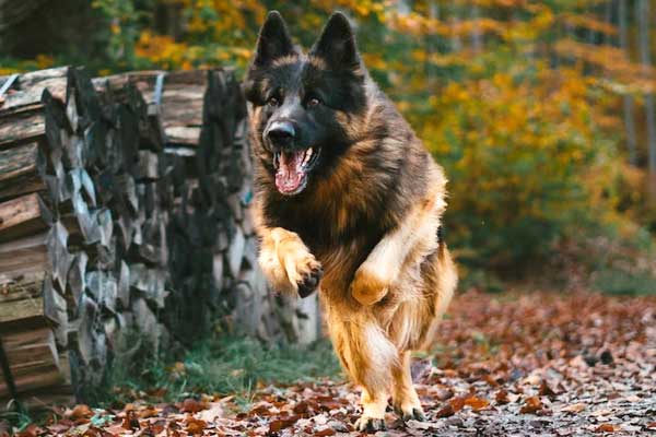 Are German Shepherds Aggressive? Tips on How to Calm Your Dog