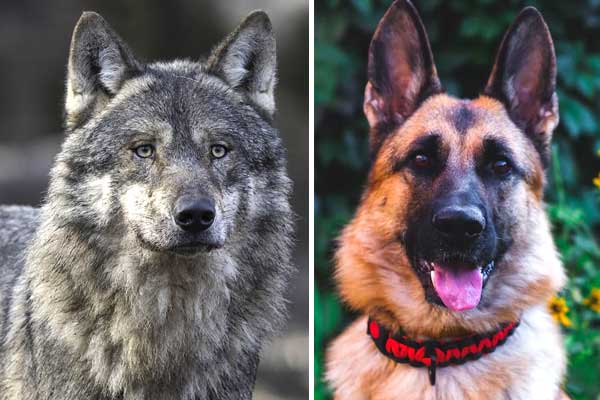 Are German Shepherds Closely Related to Wolves? Howl You Know