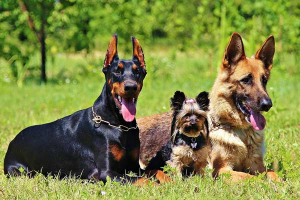 Are German Shepherds Good With Other Dogs? Get the Facts Now!