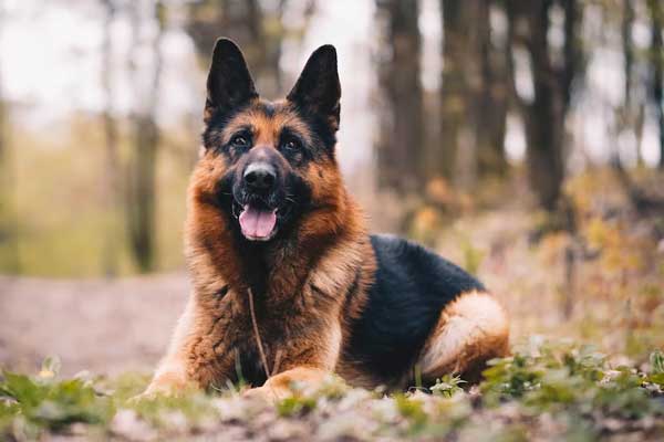 Are German Shepherds High Maintenance: Discover the Facts & Understand the Challenges