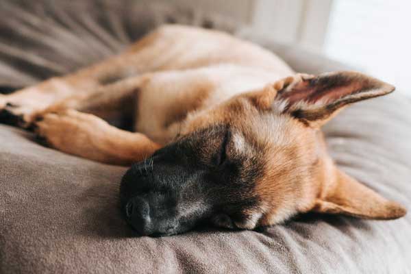 Are German Shepherds Like to Sleep with Their Owners