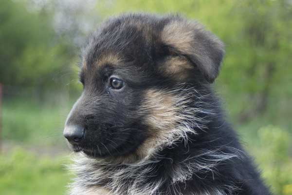 Are German Shepherds hard to crate train