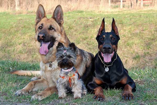 Best Companion Dogs for a German Shepherd