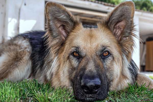 Dealing with German Shepherd Separation Anxiety