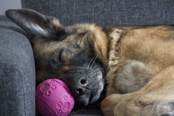 Do German Shepherd Puppies Sleep A Lot