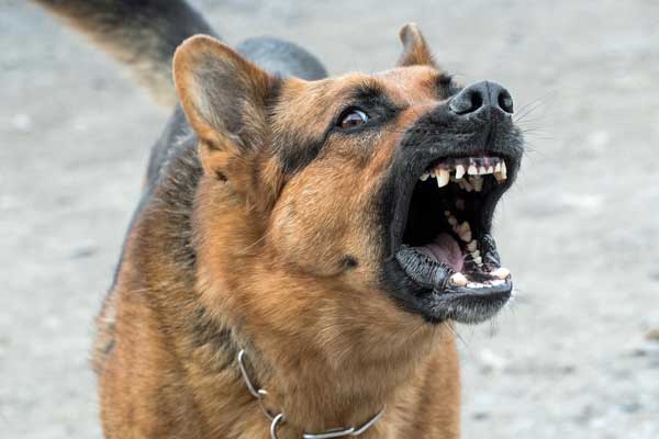 Do German Shepherds Bark a Lot? Shockingly Loud or Sweetly Quiet?