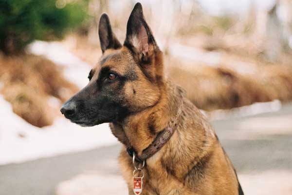 Do German Shepherds Bite Their Owners? Uncover the Truth