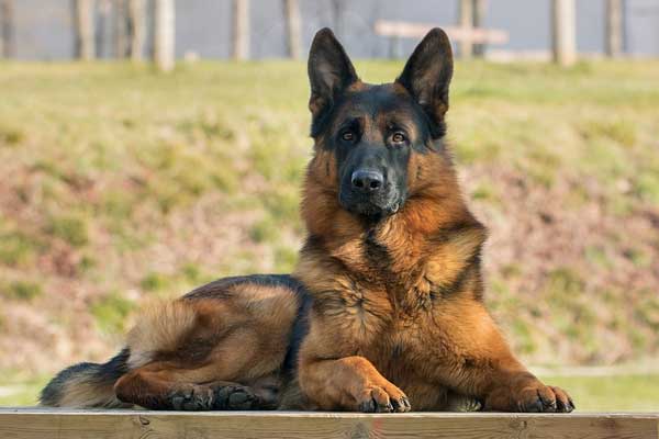 Do German Shepherds Have High Prey Drive? Get Tips on Training and Management