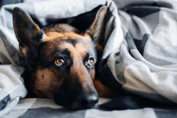 Do German Shepherds Like to Sleep with Their Owners? Find Out How They Show Their Affection!