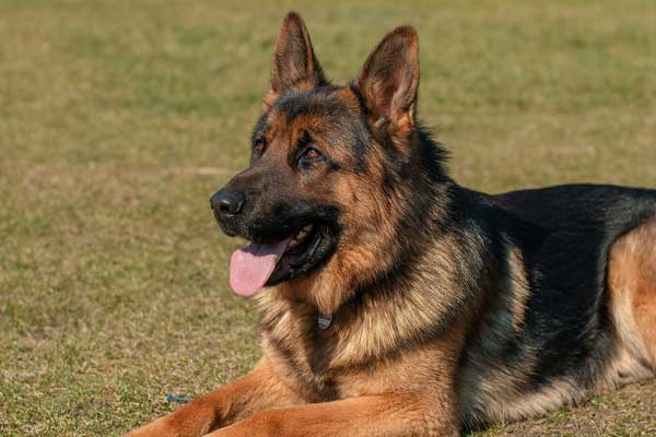 Dog Breeds Similar to German Shepherds