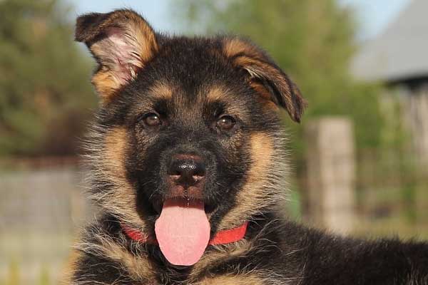 German Shepherd Puppy Crate Training: The A-B-C’s of How To Do It Right!