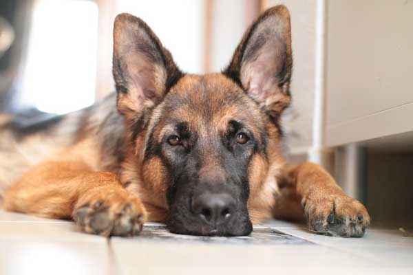 German Shepherd Separation Anxiety: Tips for a Stress-Free Goodbye