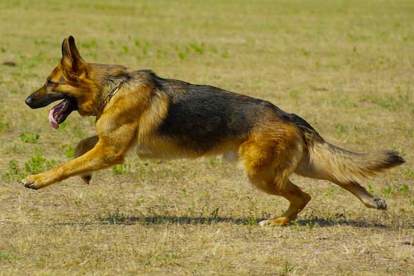 How Fast Can a German Shepherd Run