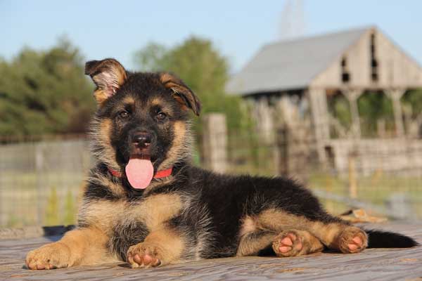 How Much Do German Shepherds Cost