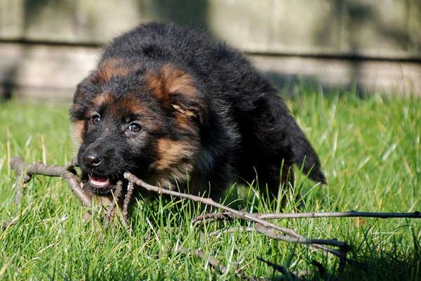 How Much Does a German Shepherd Cost Per Month