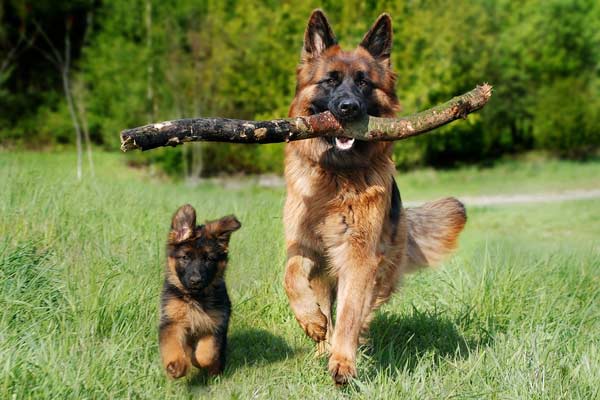 How Often Do German Shepherd Poop? Real Advice from Dog Owners