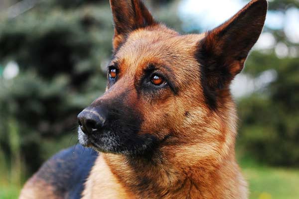 How Often Should You Bathe a German Shepherd? Learn What the Experts Recommend