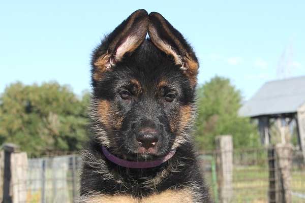 How to Care for German Shepherd Ears
