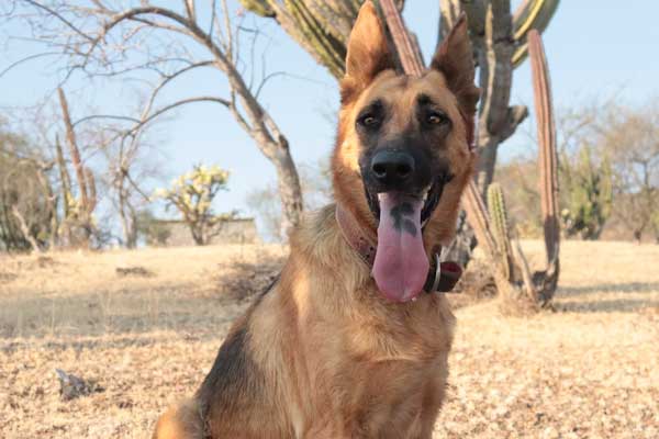 How to Care for a German Shepherd
