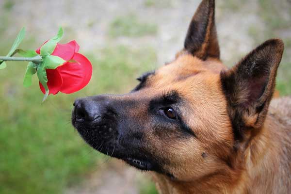 How to Make My German Shepherd Smell Better