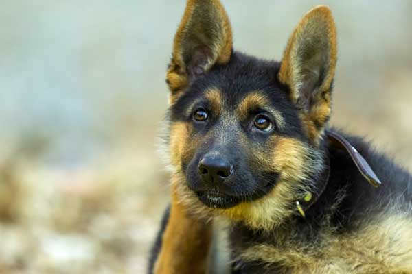 German Shepherd Puppy Teething: Learn the Stages, Tips for Calming ...