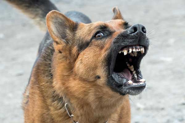 Prey Drive Vs. Aggression in Dogs