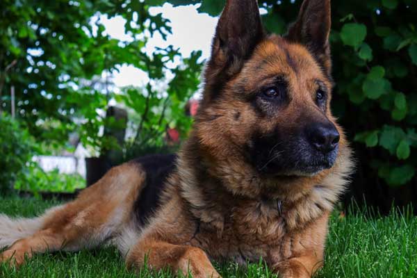 Reasons Why German Shepherds Attack Their Owners