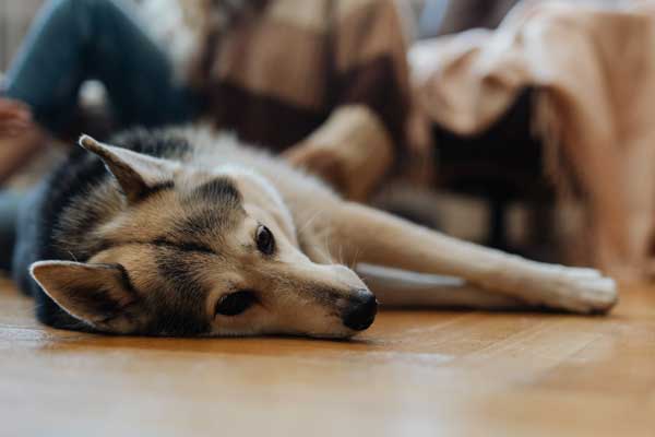 Signs Your German Shepherd Isn't Getting Enough Exercise