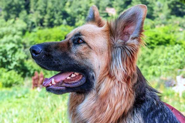 Signs of Teething in German Shepherd Puppies