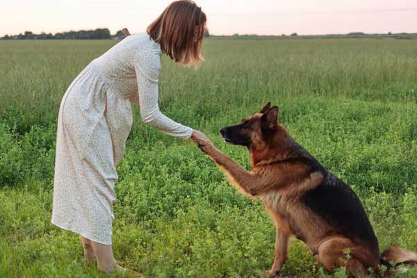 Tips for Building a Stronger Relationship with Your German Shepherd