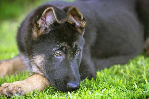 Tips for Crate Training a German Shepherd Puppy