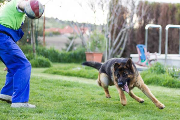 Training a German Shepherd to be Protective