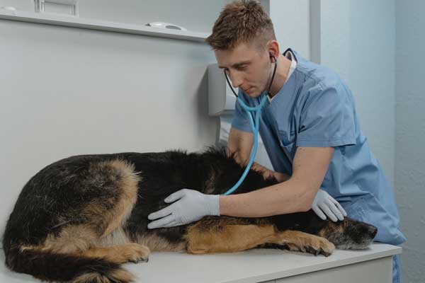 Veterinary Treatments for Itching in German Shepherds
