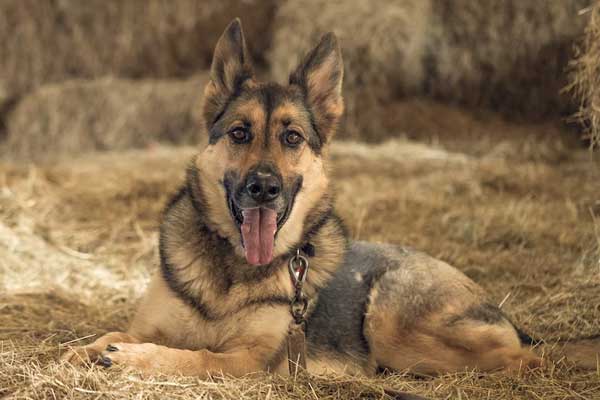 A Guide to What German Shepherds Can’t Eat: Don’t Feed Fido