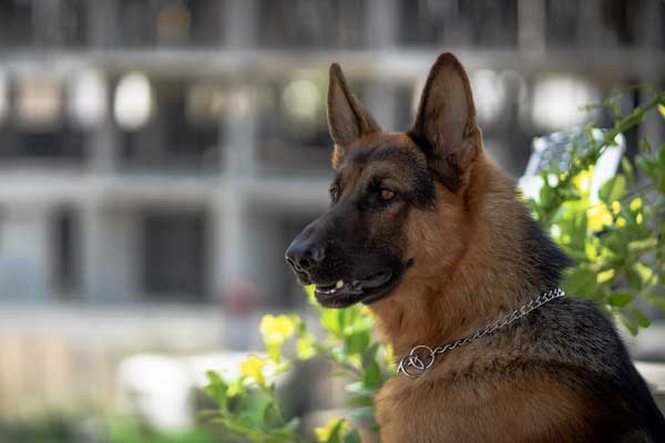 What I Should Do If My German Shepherd Attacked Me