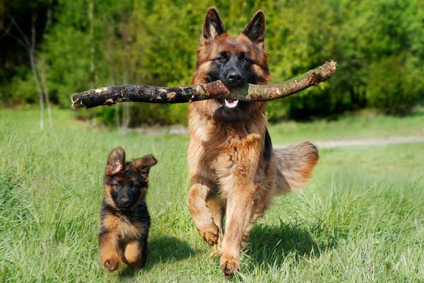 Why Do German Shepherds Dig Holes? Uncovering the Reasons