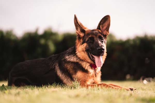 Why Does My German Shepherd Lick Me So Much? A Love Story