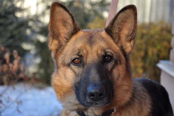 Why Does My German Shepherd Stare at Me? Don’t Miss Out on the Secret Language