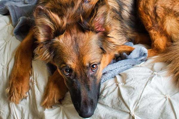 Why is Sleep Important for German Shepherd Dog