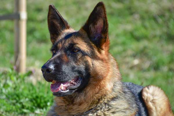 Will German Shepherds Attack Their Owners