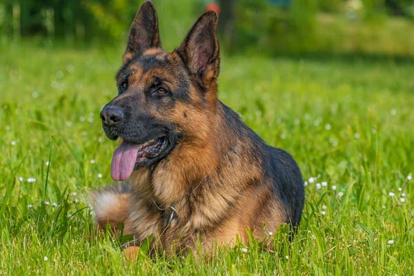 How Often Do German Shepherd Poop? Real Advice from Dog Owners - Only ...