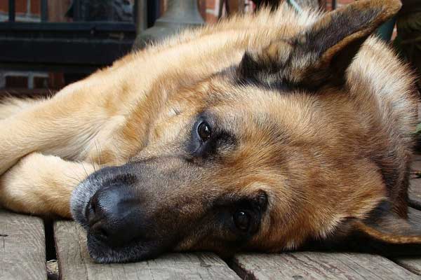 Why Do German Shepherds Whine? Unravelling the Mystery Behind